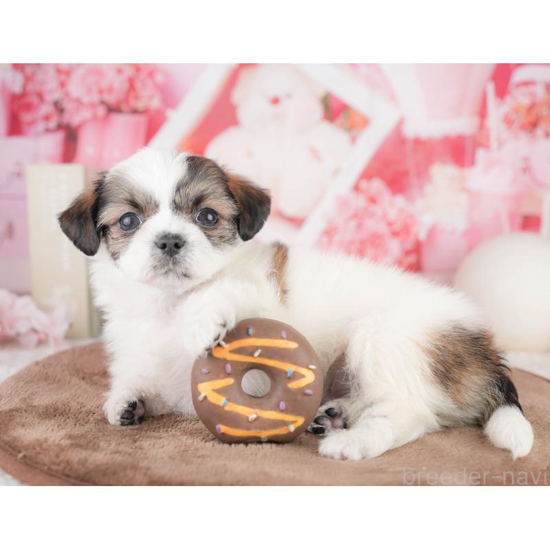 販売中の千葉県のチワズー:チワワ×シーズー-449628の5枚目