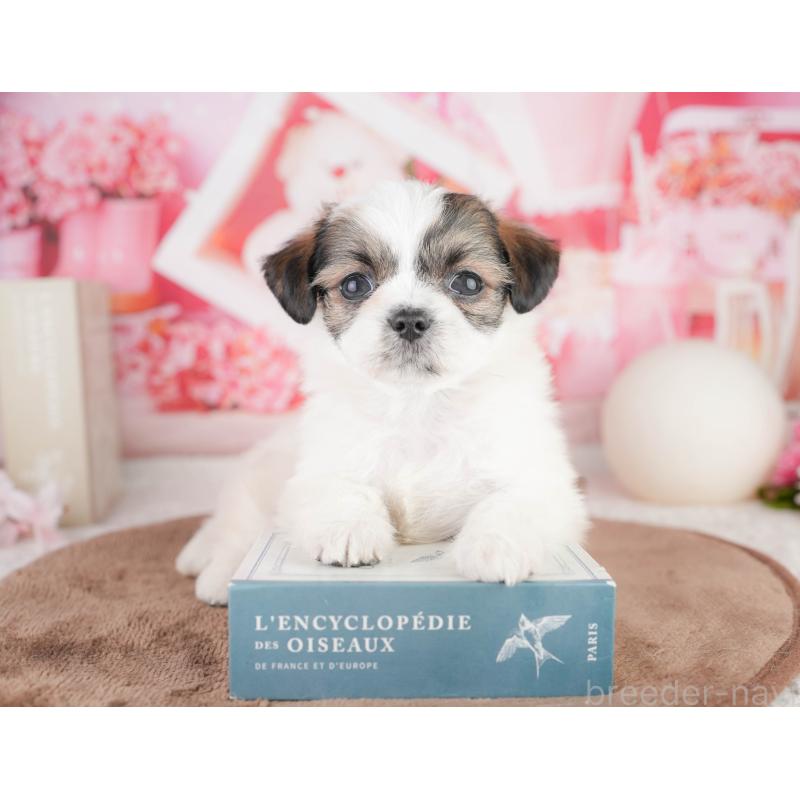 販売中の千葉県のチワズー:チワワ×シーズー-449628の4枚目