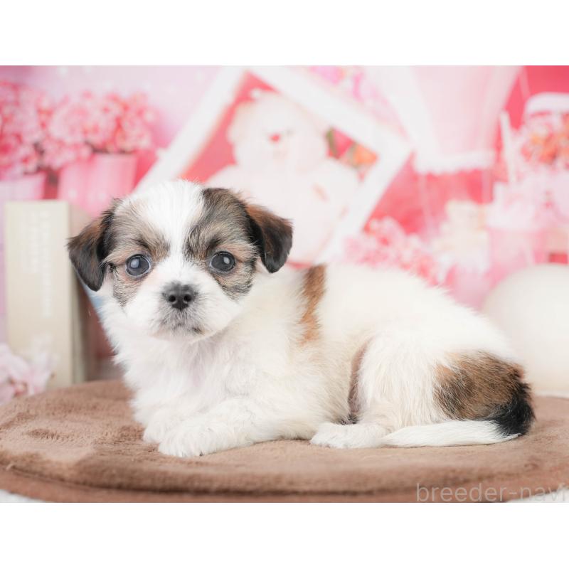 販売中の千葉県のチワズー:チワワ×シーズー-449628の3枚目