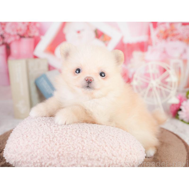 販売中の千葉県のポメラニアン-449623の11枚目