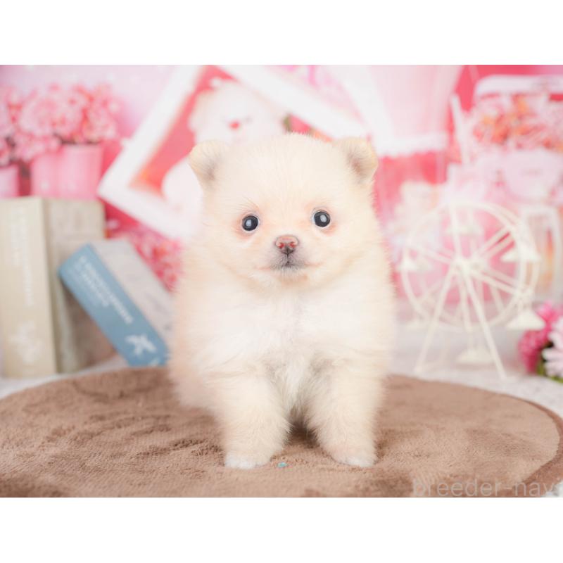 販売中の千葉県のポメラニアン-449623の10枚目