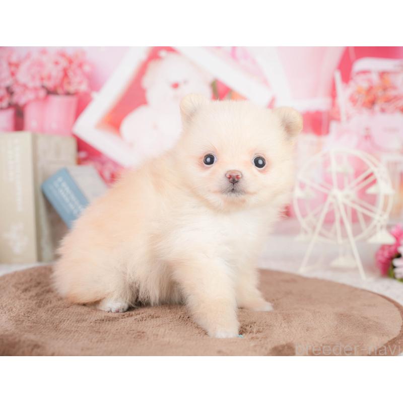 販売中の千葉県のポメラニアン-449623の9枚目