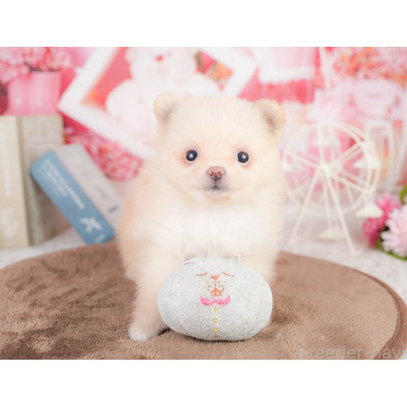 販売中の千葉県のポメラニアン-449623の7枚目