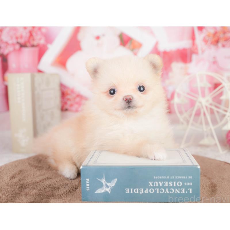 販売中の千葉県のポメラニアン-449623の5枚目