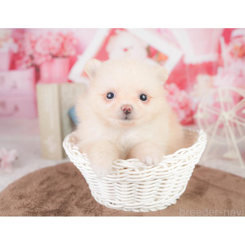 販売中の千葉県のポメラニアン-449623の4枚目