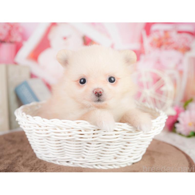 販売中の千葉県のポメラニアン-449623の3枚目