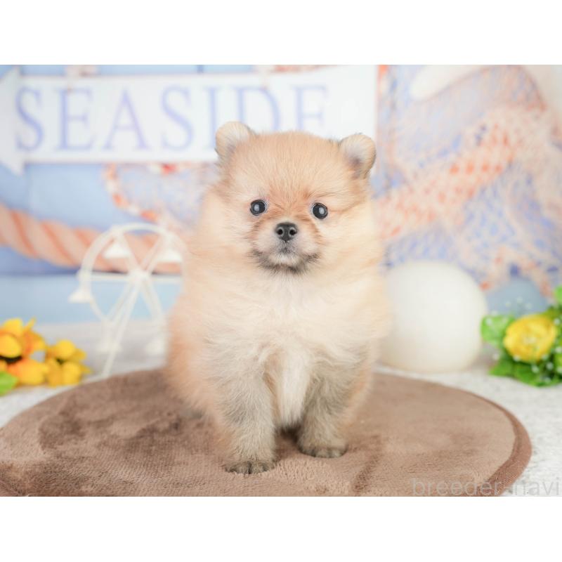販売中の千葉県のポメラニアン-449619