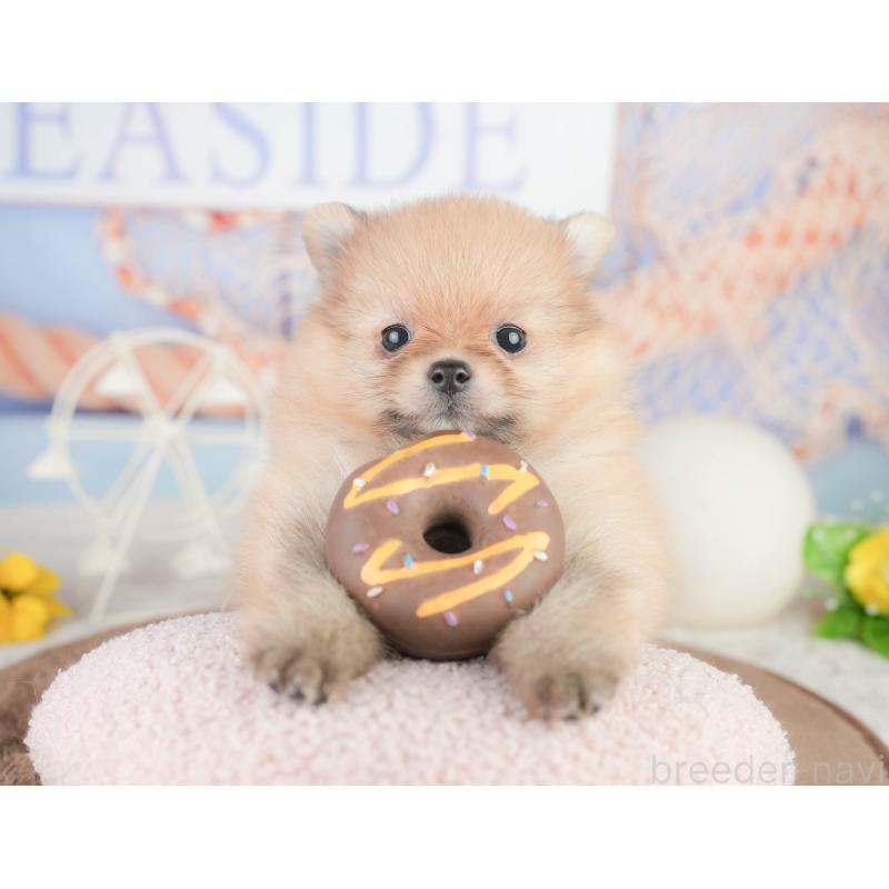 販売中の千葉県のポメラニアン-449619の10枚目