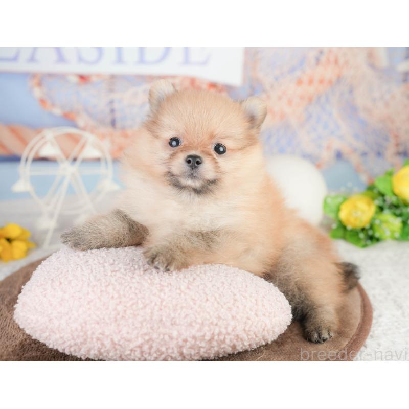 販売中の千葉県のポメラニアン-449619の9枚目