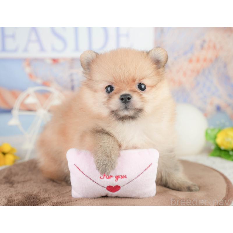 販売中の千葉県のポメラニアン-449619の7枚目