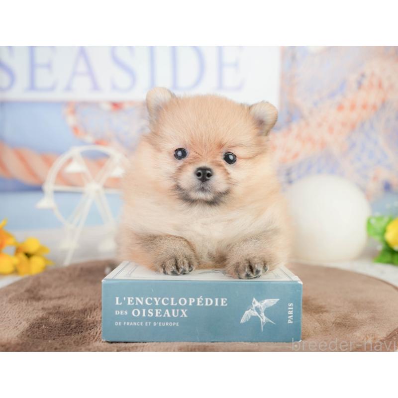 販売中の千葉県のポメラニアン-449619の6枚目