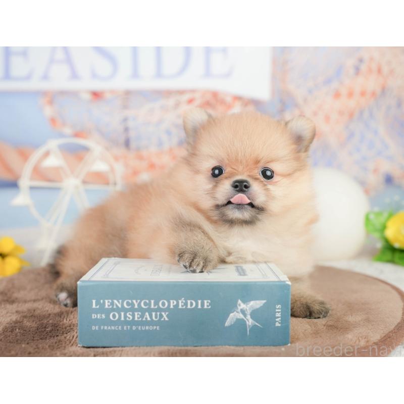 販売中の千葉県のポメラニアン-449619の5枚目