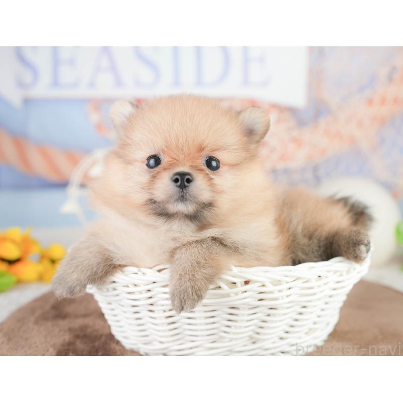 販売中の千葉県のポメラニアン-449619の4枚目