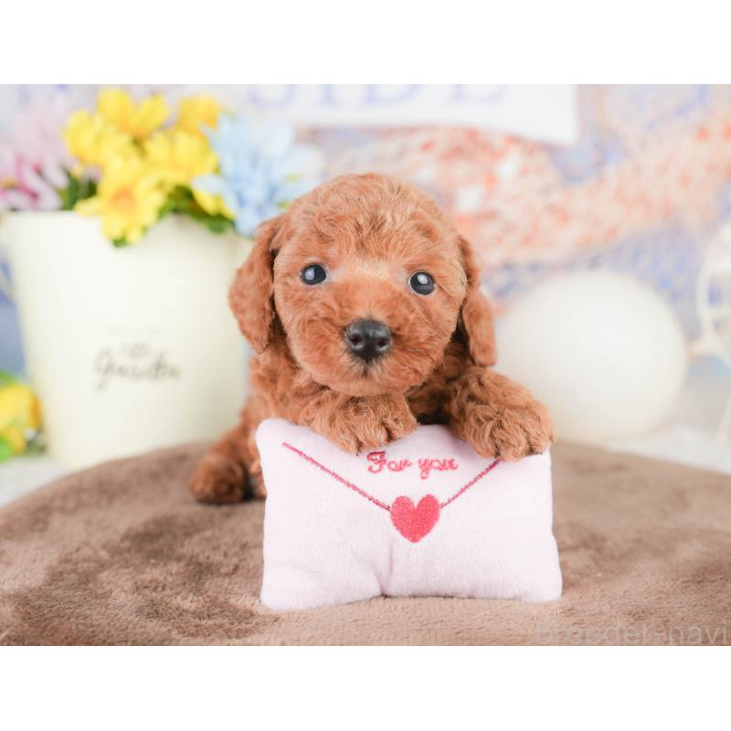 販売中の千葉県のトイプードル-449613の10枚目