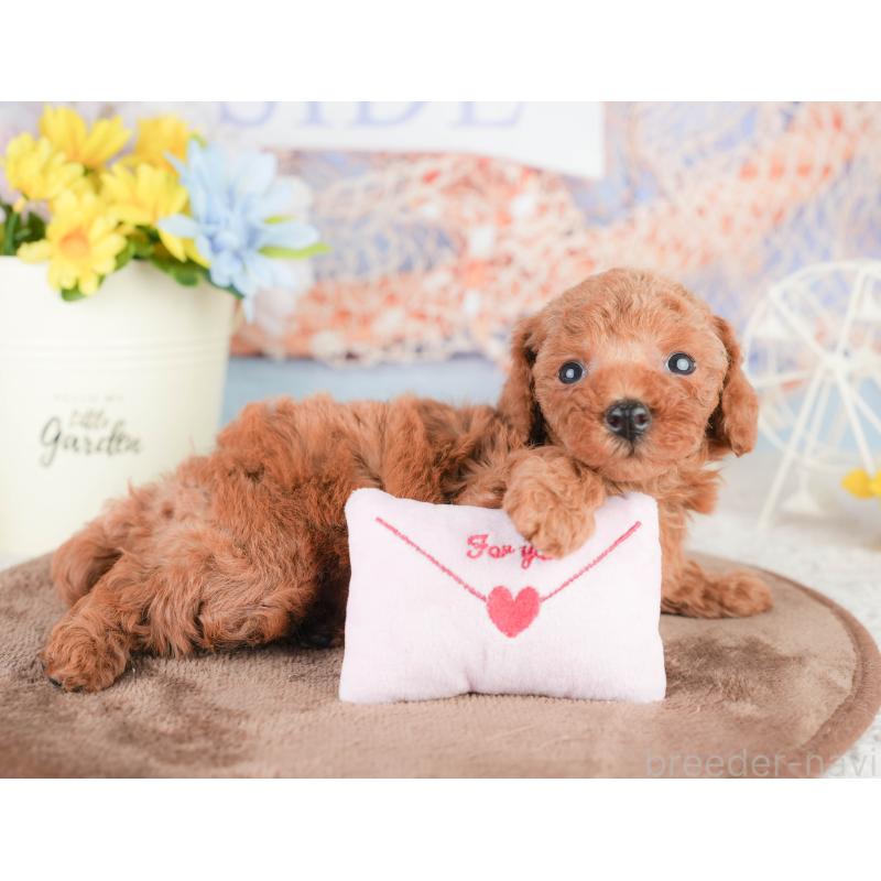 販売中の千葉県のトイプードル-449613の9枚目