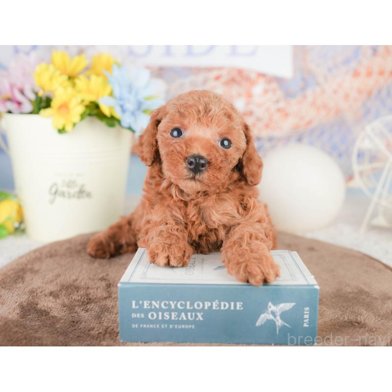 販売中の千葉県のトイプードル-449613の8枚目