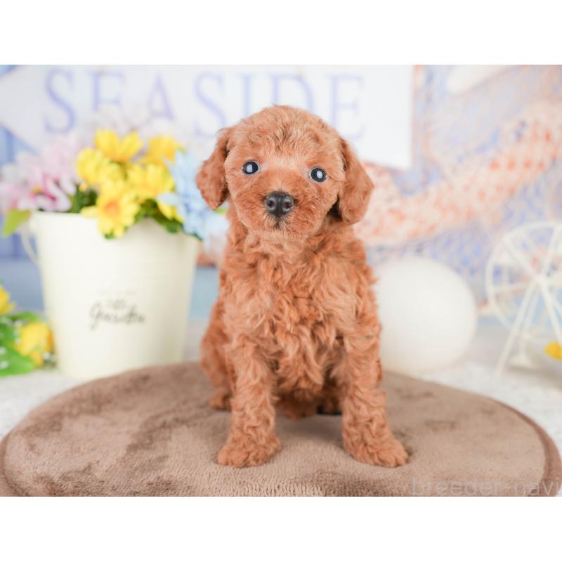 販売中の千葉県のトイプードル-449613の5枚目