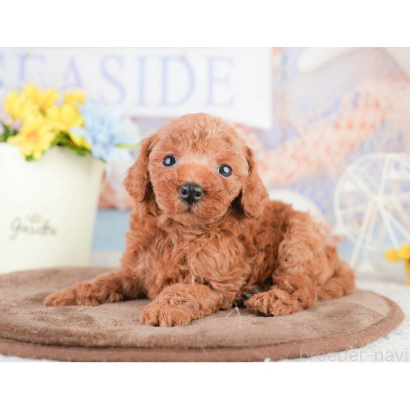 販売中の千葉県のトイプードル-449613の3枚目