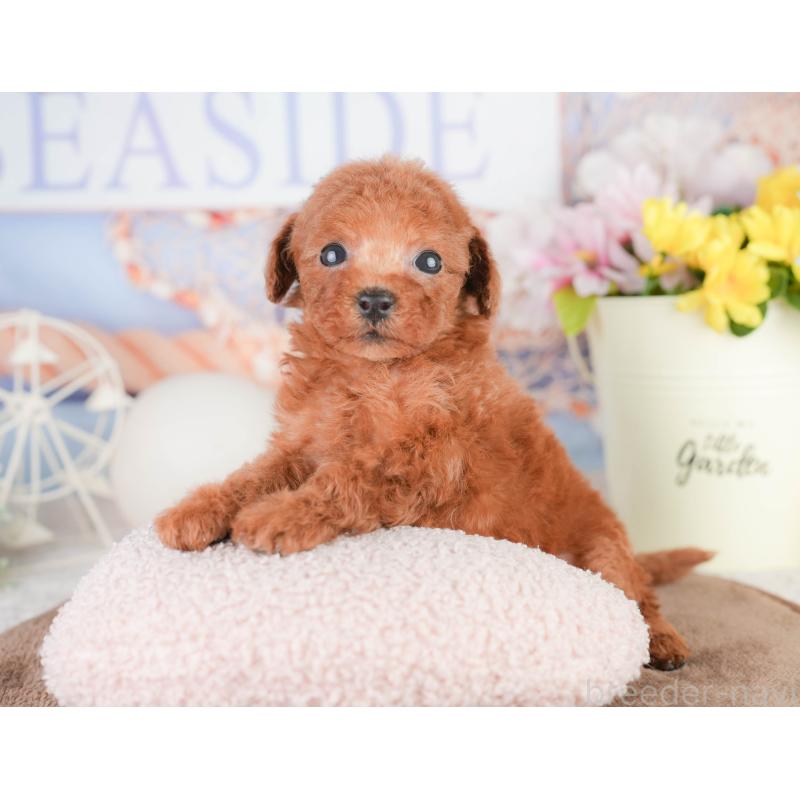 販売中の千葉県のトイプードル-449609の11枚目