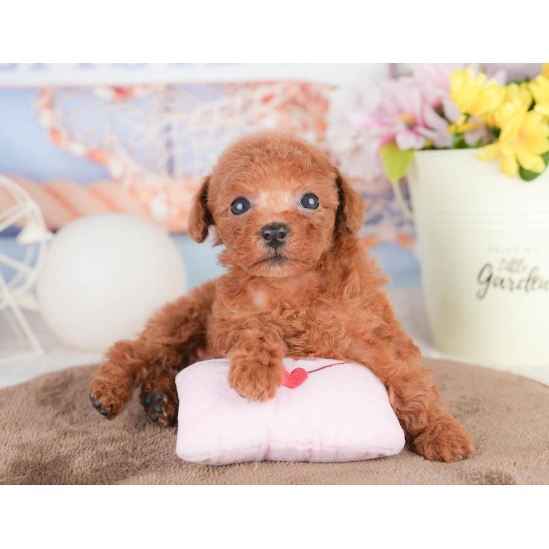 販売中の千葉県のトイプードル-449609の10枚目