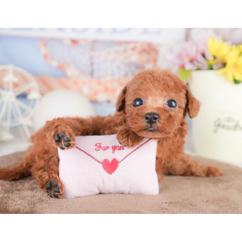 販売中の千葉県のトイプードル-449609の9枚目