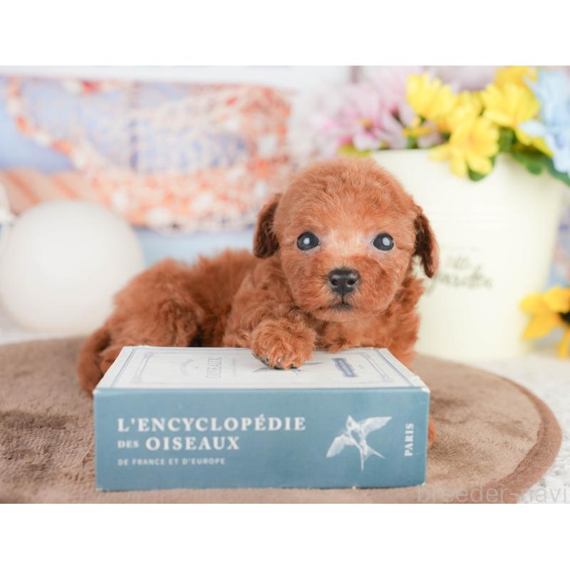 販売中の千葉県のトイプードル-449609の8枚目