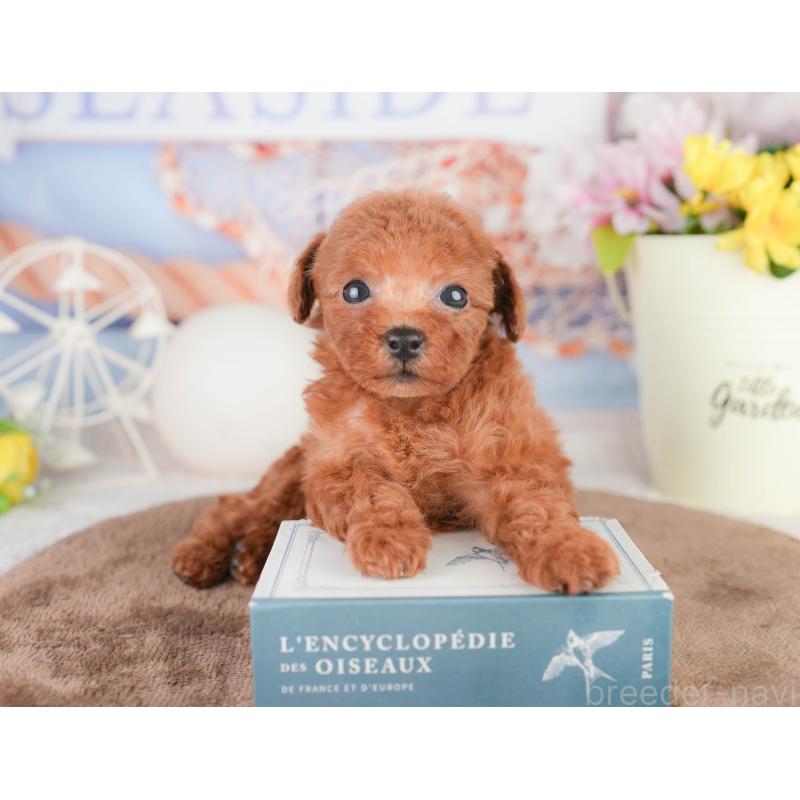 販売中の千葉県のトイプードル-449609の7枚目