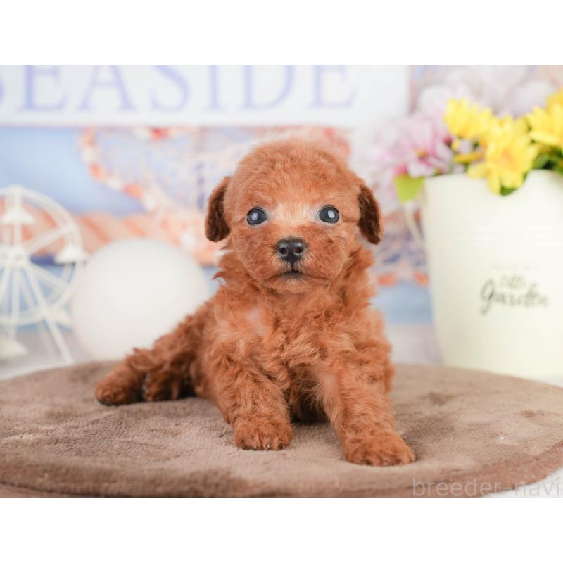 販売中の千葉県のトイプードル-449609の6枚目