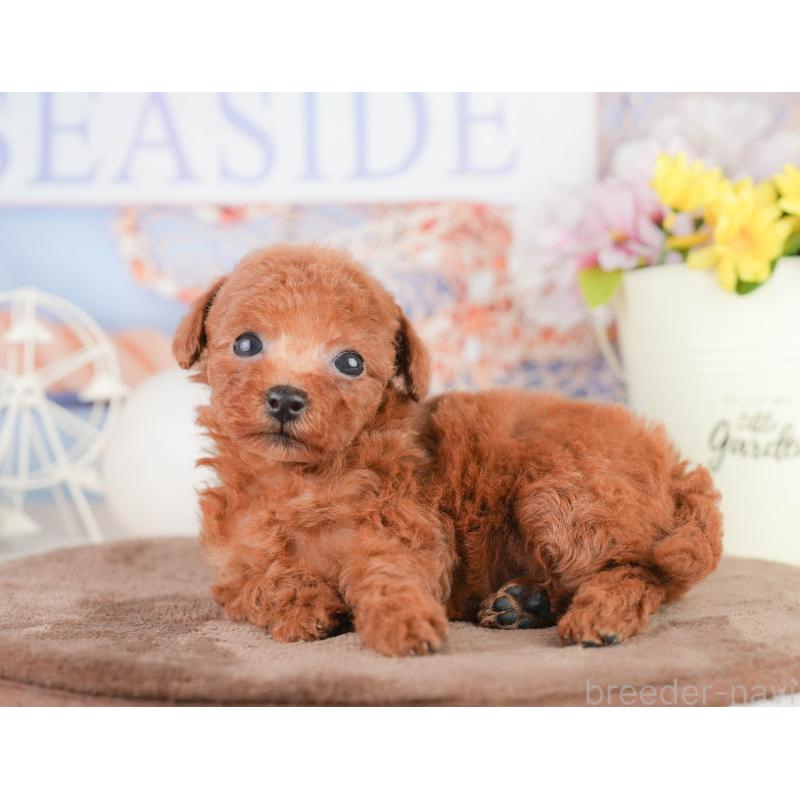 販売中の千葉県のトイプードル-449609の5枚目