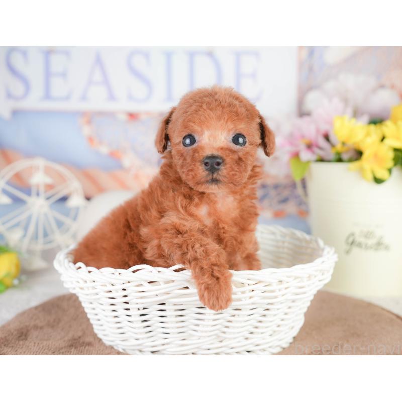 販売中の千葉県のトイプードル-449609の3枚目