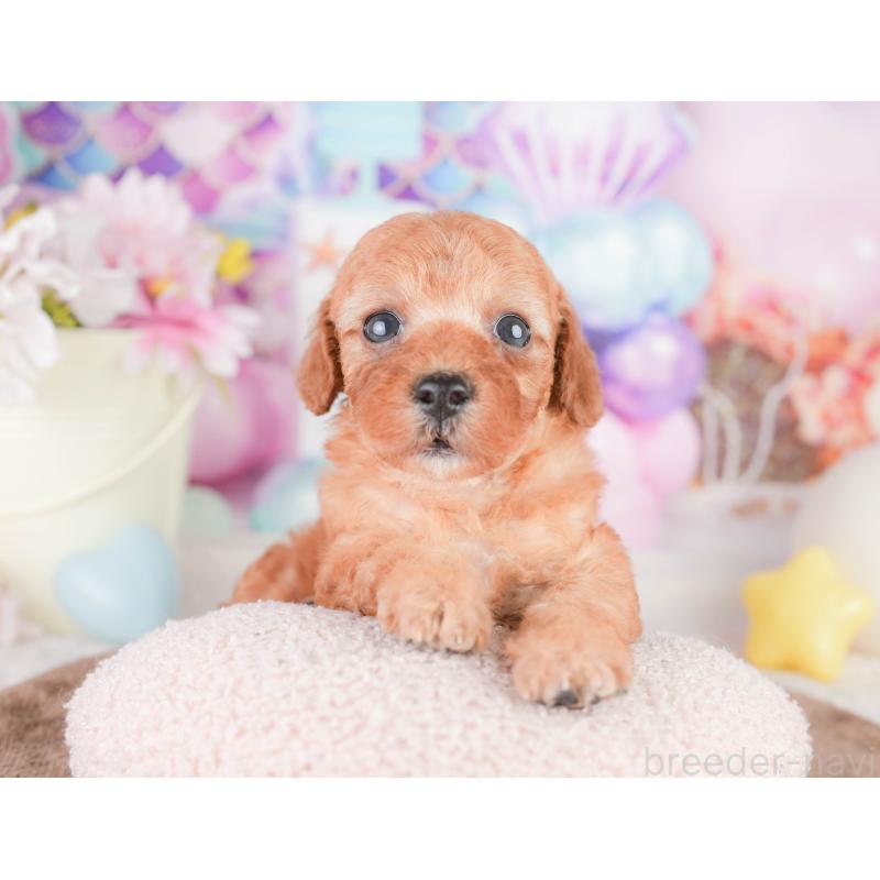 販売中の千葉県のトイプードル-449608