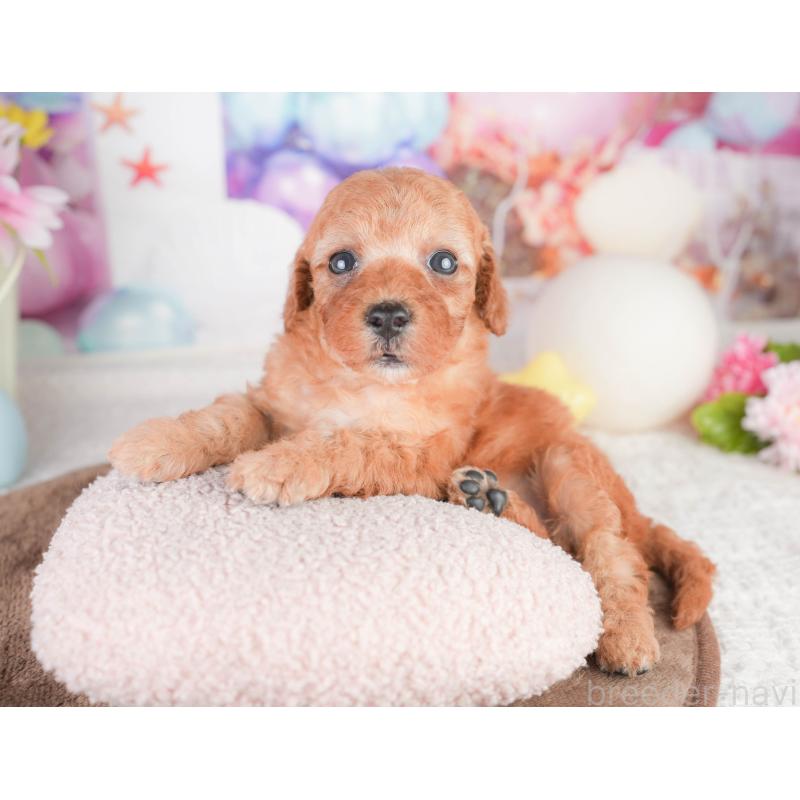 販売中の千葉県のトイプードル-449608の11枚目