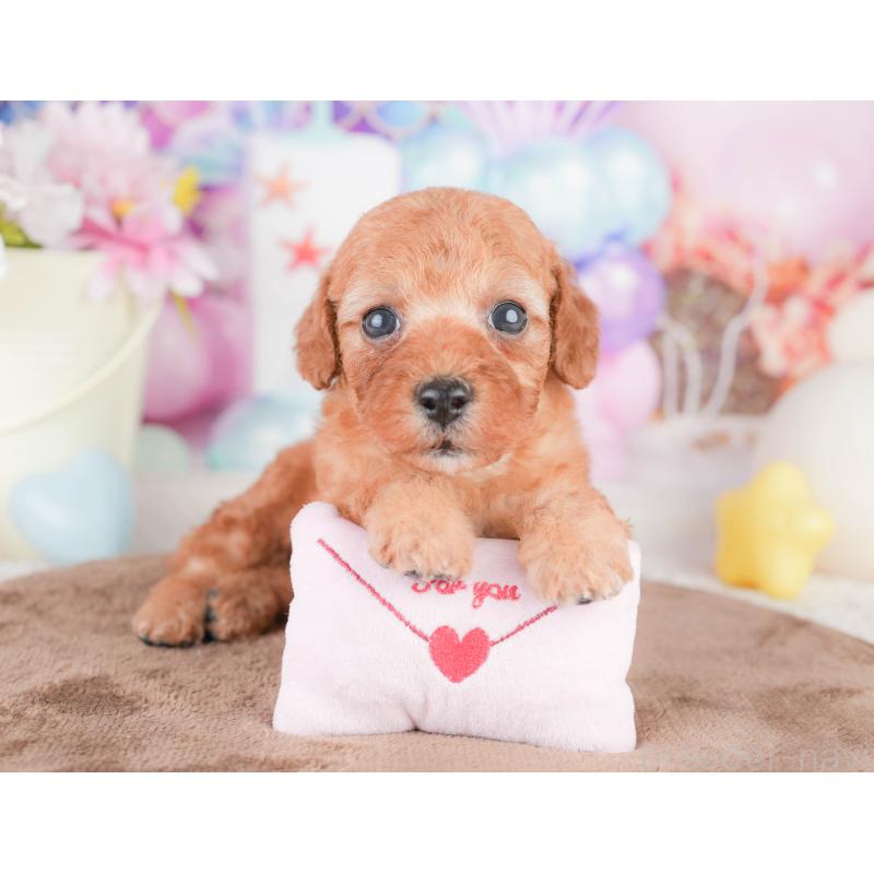 販売中の千葉県のトイプードル-449608の10枚目