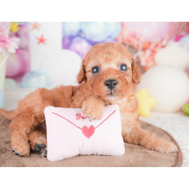 販売中の千葉県のトイプードル-449608の9枚目