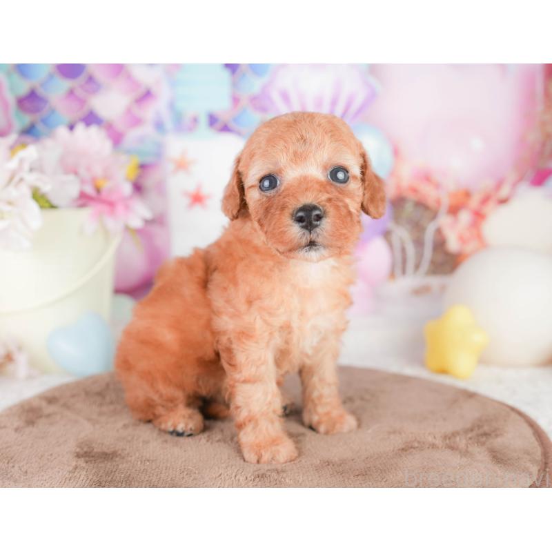 販売中の千葉県のトイプードル-449608の8枚目