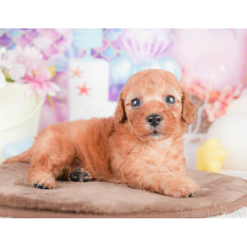 販売中の千葉県のトイプードル-449608の7枚目