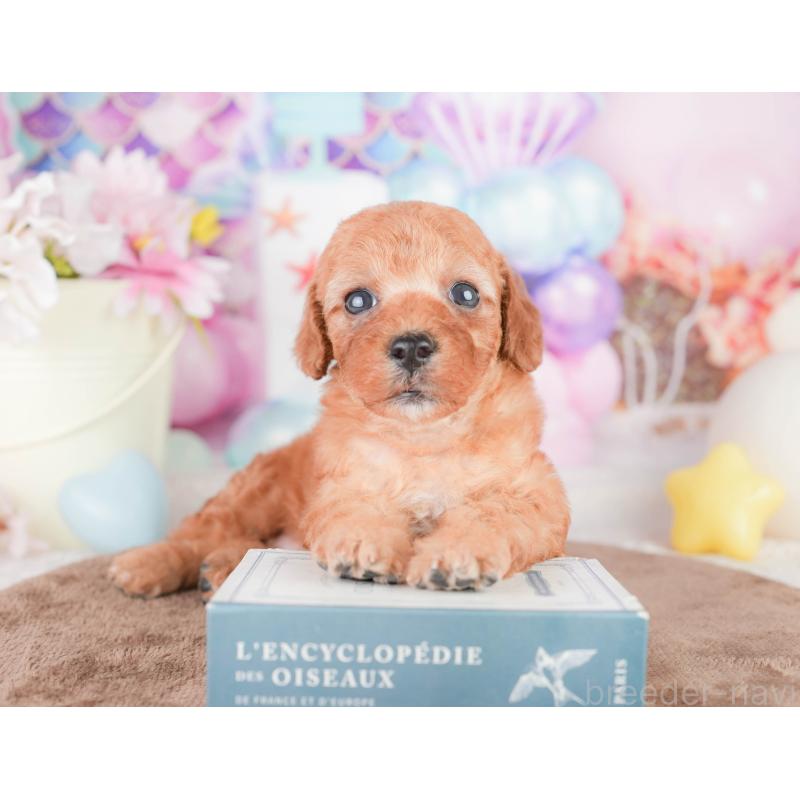 販売中の千葉県のトイプードル-449608の6枚目