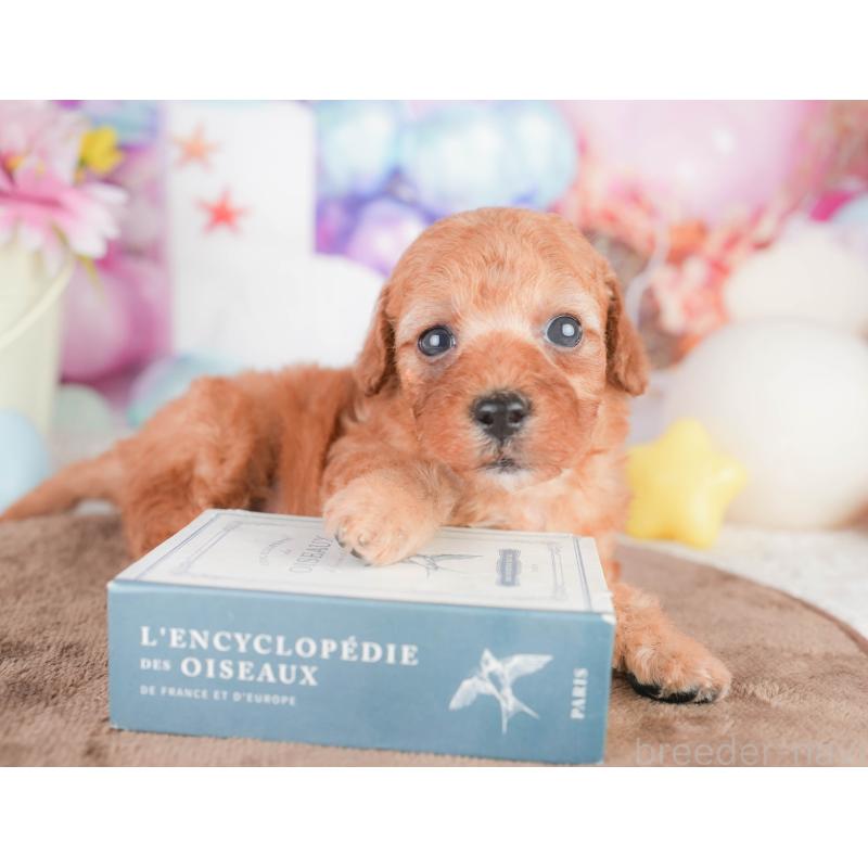 販売中の千葉県のトイプードル-449608の5枚目