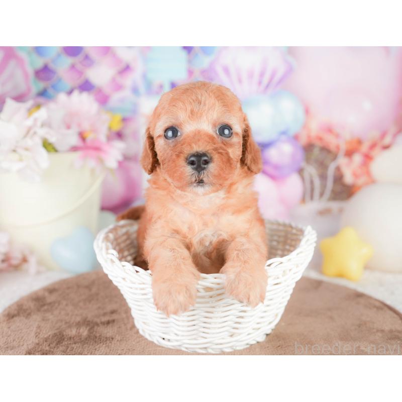 販売中の千葉県のトイプードル-449608の4枚目