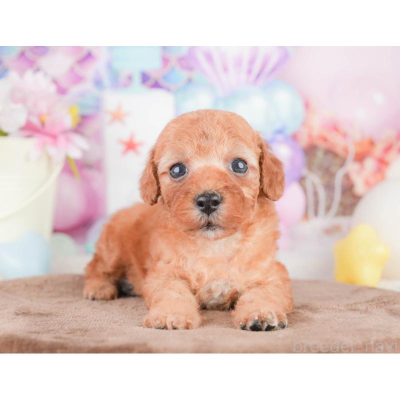 販売中の千葉県のトイプードル-449608の3枚目