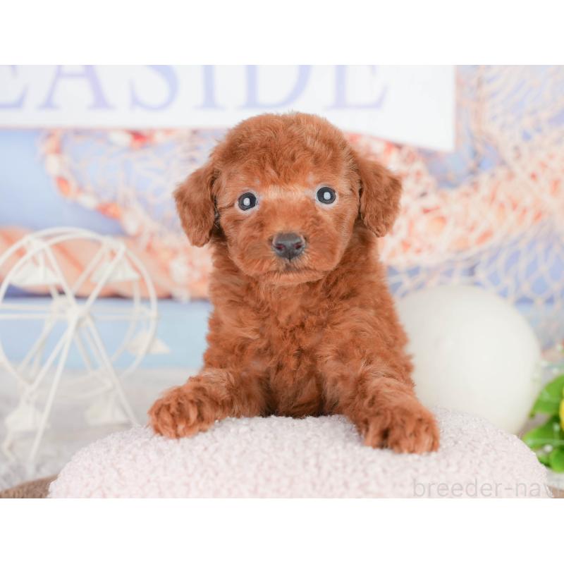 販売中の千葉県のトイプードル-449604