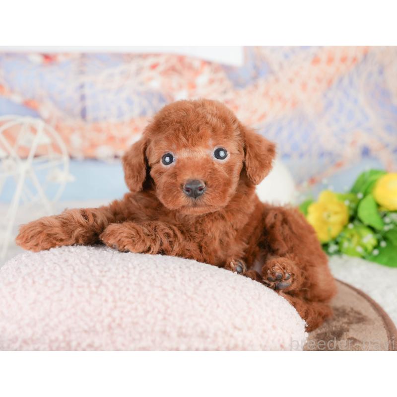 販売中の千葉県のトイプードル-449604の11枚目