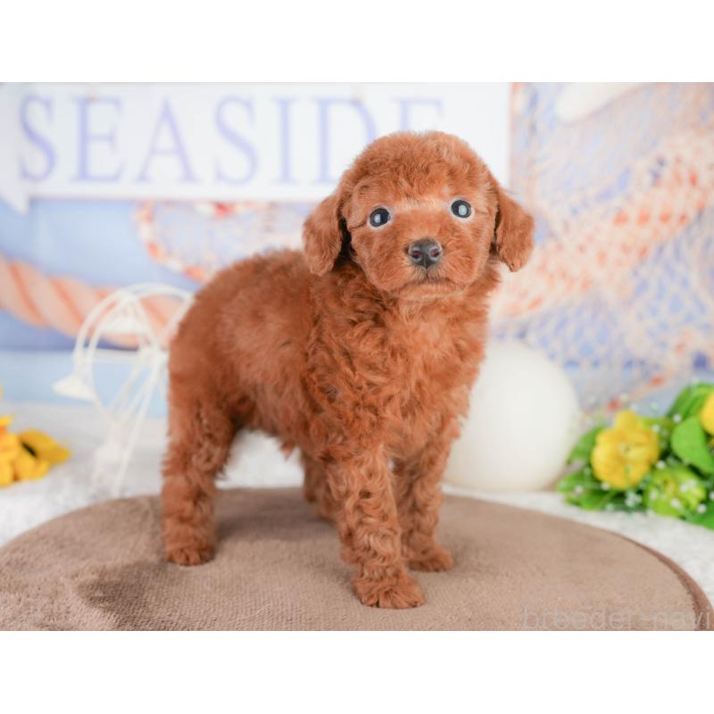 販売中の千葉県のトイプードル-449604の10枚目