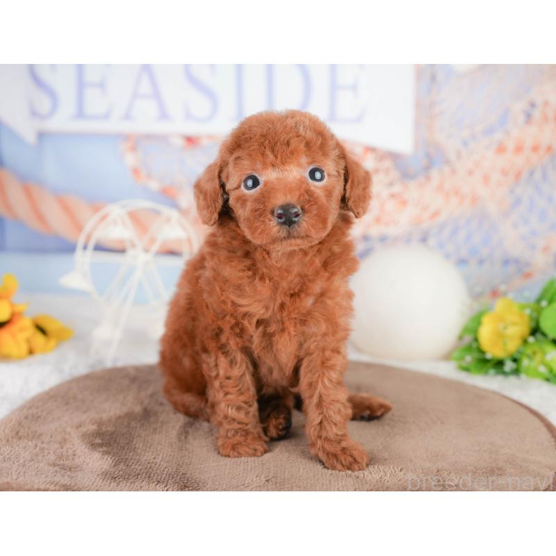 販売中の千葉県のトイプードル-449604の9枚目