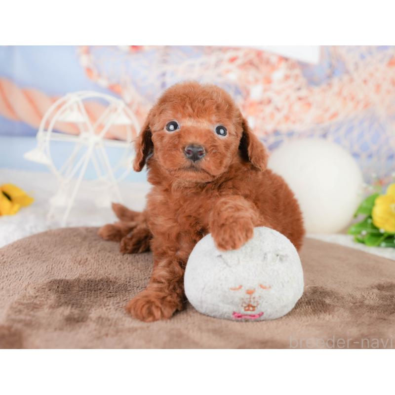 販売中の千葉県のトイプードル-449604の7枚目