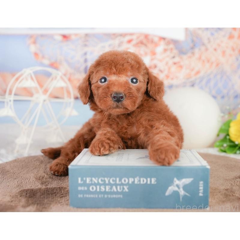 販売中の千葉県のトイプードル-449604の6枚目