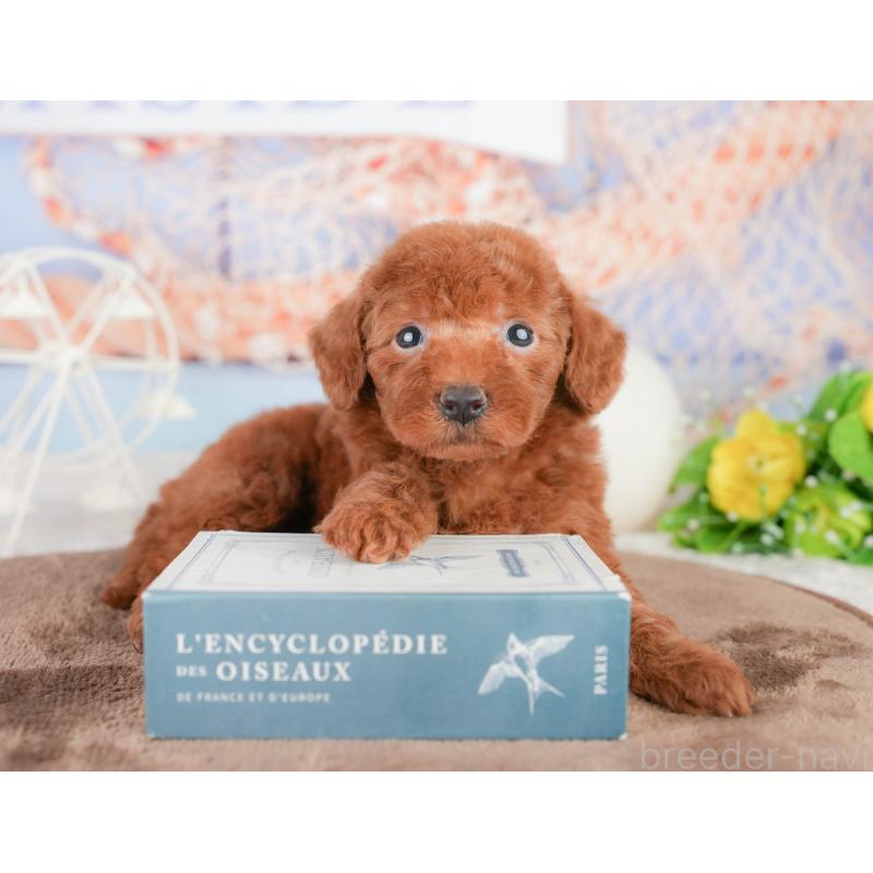 販売中の千葉県のトイプードル-449604の5枚目