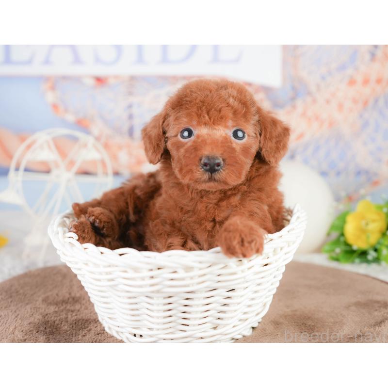 販売中の千葉県のトイプードル-449604の4枚目