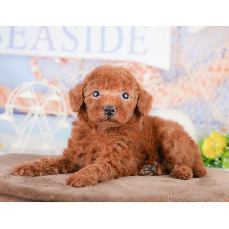 販売中の千葉県のトイプードル-449604の3枚目