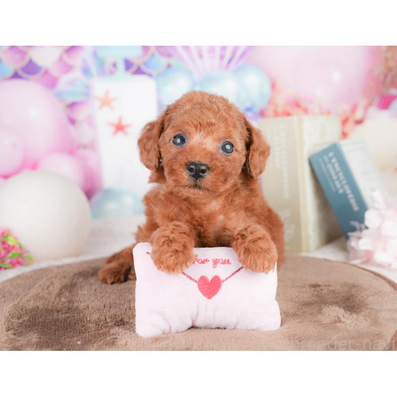 販売中の千葉県のトイプードル-449575の1枚目